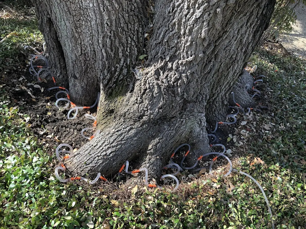 Detailed Tree Cabling and Bracing job site in Glenarm