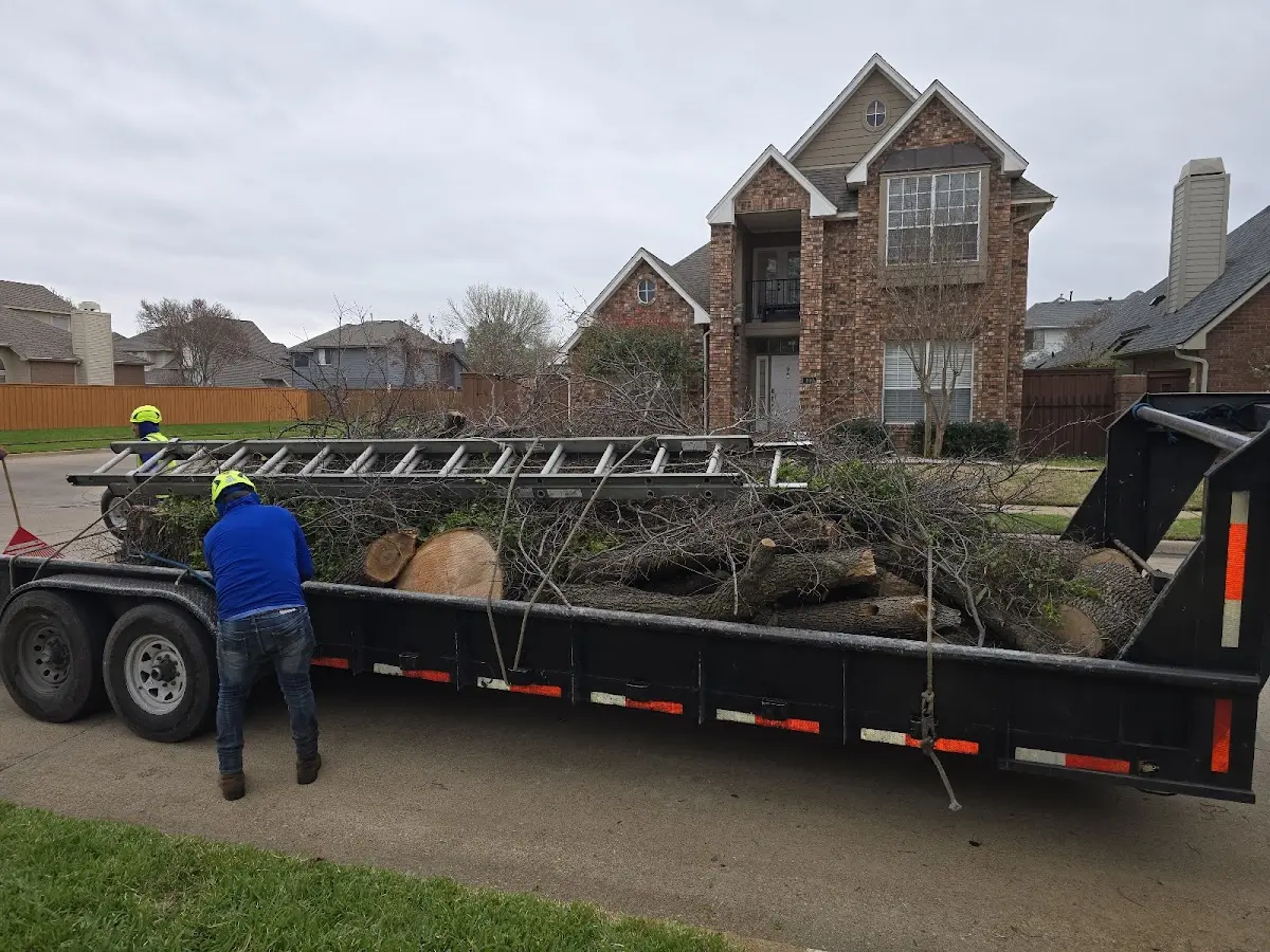 Expert Tree Fertilization with proper safety equipment in Glenarm